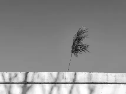 Kazino Napoli Mobilā lietotne